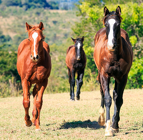 Suplemento para Cavalo - CRESCER